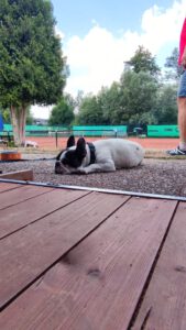 Tiefentspannter Hund